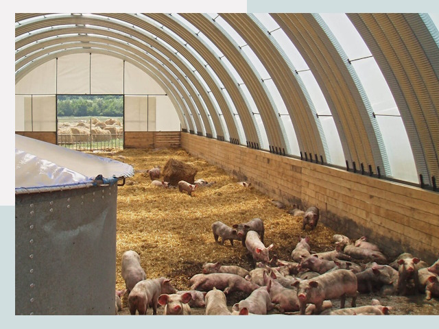 Строительство свинарников в Коркино